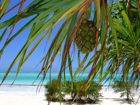 Tanzania Zanzibar pixabay
