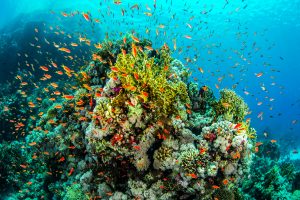 Egypt Sharm el Sheikh unsplash